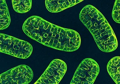 CRISPR, TALENs, ZFNs, gene editing, base editing, mitochondria, DNA, mtDNA CRISPR, TALENs, ZFNs, gene editing, base editing, mitochondria, DNA, mtDNA